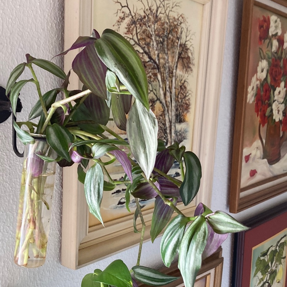3 for $15 — unrooted Wandering Jew plant cuttings